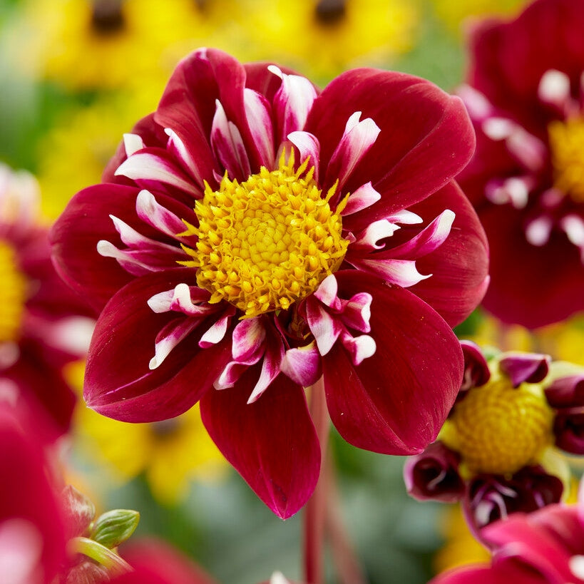 Dahlia Special Joyfull Investment 1-pack